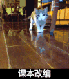 猫咪 可爱 奔跑 课本改编