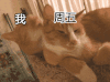 我，周五 猫咪 二哈 舔毛