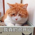 猫咪 毛茸茸 喵星人 我真的很开心