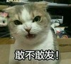 敢不敢发 猫咪 瞪眼 龇牙