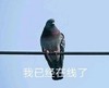 萌宠 鸟 我已经在线了 你什么时候上线 淘气 搞怪