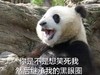 萌宠 熊猫 你是不是想笑死我 黑眼圈 搞怪 逗