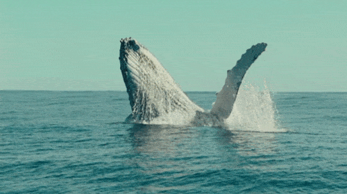 海洋 鲸鱼 出水 水花