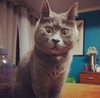 猫咪 瞪眼睛 灰毛  瓶子