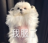 萌宠 汪星人 我服了 投降 呆萌 搞怪