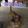 萌宠 狗 哈哈哈哈 开心 soogif soogif出品