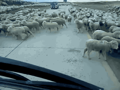 羊 拦路 汽车 高速路