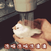 小鸟 洗澡 滴水 手掌 萌萌哒