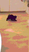 猫咪 可爱 萌宠 喵星人