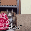 萌宠 猫 嗖 飞