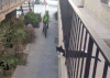 完美 自行车 猫猫 摸手