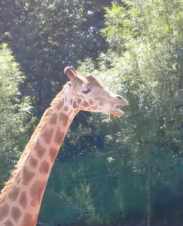 长颈鹿 吃 树叶 吐舌头 轻松 可爱 giraffe