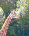 长颈鹿 吃 树叶 吐舌头 轻松 可爱 giraffe