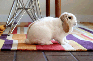 兔子 瑜伽 yoga 运动