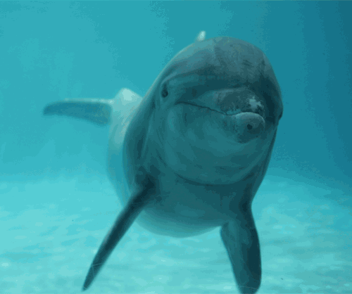 海底世界 瓶鼻海豚 可爱 萌萌哒