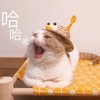 萌宠 猫星人 哈哈哈 大笑 开心 呆萌
