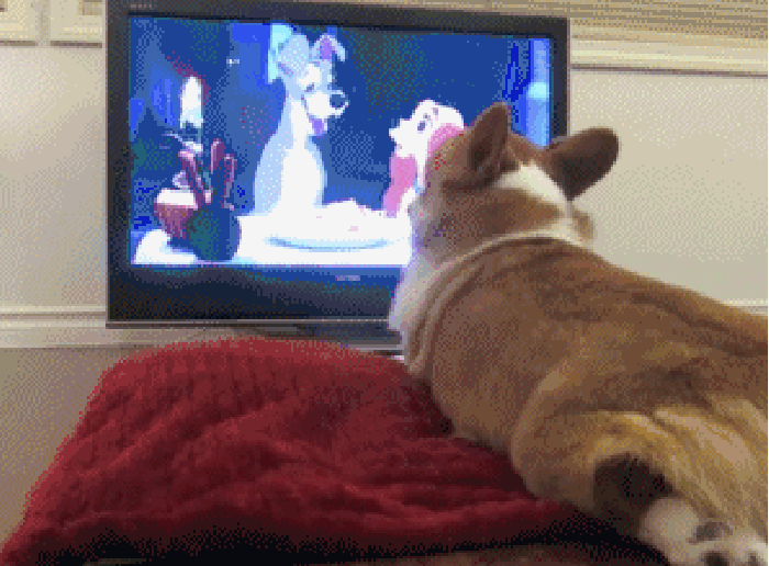 狗狗 吃东西 看电视 接吻