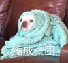 萌宠 汪星人 缩成一团 呆萌 可爱