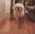狗狗 可爱 么么哒 害怕