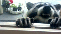 浣熊 raccoon 吃货 再来一碗 咀嚼 窗口