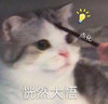 萌宠 猫星人 恍然大悟 点化 呆萌 可爱