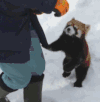 小浣熊 吃货 要 要要要