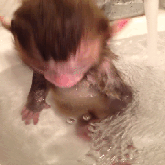 猴子 好冷 湿透了 洗澡 萌翻了 萌宠
