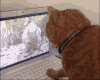 小猫 电脑 可爱 小松鼠
