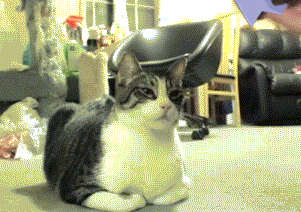 猫咪 喵星人 折纸 搞笑