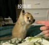 萌宠 喵星人 投降了 举手 呆萌 可爱