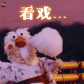 鹦鹉兄弟 看戏 soogif soogif出品