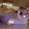 萌宠 猫星人 超级无敌拽 很拽 呆萌 可爱