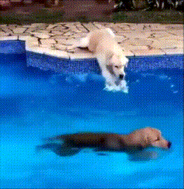狗刨 可爱 玩耍 游泳