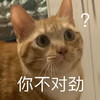 萌宠 猫星人 你不对劲 好奇 呆萌 可爱