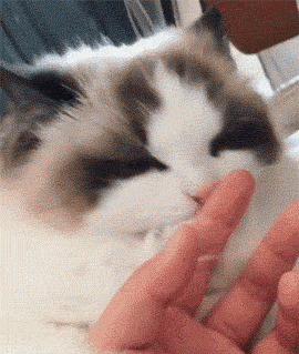 猫咪 舔手 可爱 惊讶