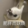 萌宠 猫星人 肥胖而妖娆 勾引 搞怪 呆萌