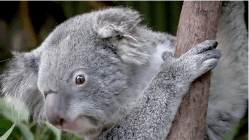 考拉 天然呆 扒树 萌萌哒 koala 动物