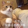 萌宠 猫星人 你怎么穿着品如的衣服 愣住 搞怪 逗