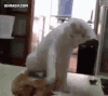 喵星人 小猫 不如跳舞 教导 打架 猫霸 动物
