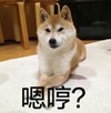 萌宠 汪星人 嗯哼 看着你 呆萌 可爱