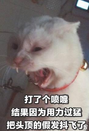 猫咪 喵星人 文字表情包 沙雕 魔性