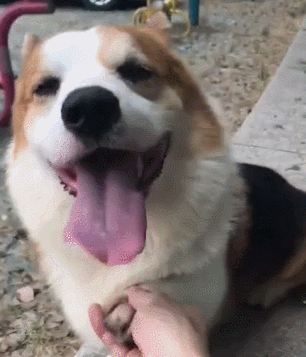 狗狗 伸舌头 可爱 握手