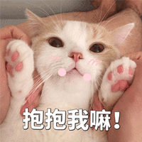 抱抱 猫 搞怪 逗