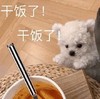 萌宠 汪星人 干饭了 吃饭了 呆萌 可爱