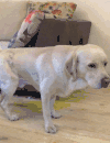 狗狗 萌宠 可爱 汪星人