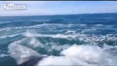 鲸鱼 浪 蓝天 拍打