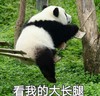 萌宠 熊猫 看我的大长腿 荡秋千 呆萌 可爱