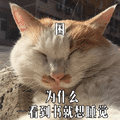 困 为什么 睡觉 猫