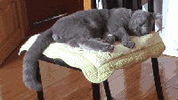摇尾巴 睡觉 动物 小猫