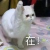 萌宠 猫星人 在 我来了 呆萌 可爱